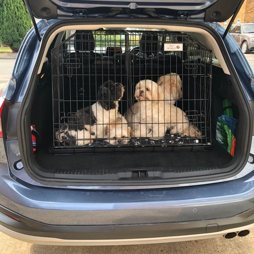 Ford focus estate cane - focus,
